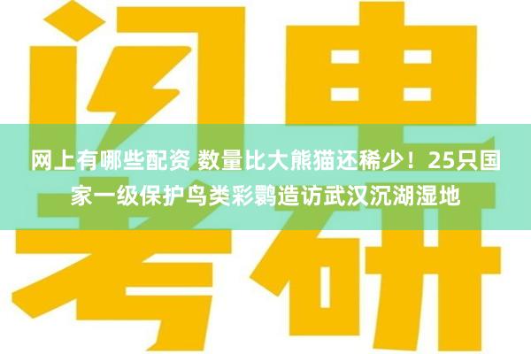 网上有哪些配资 数量比大熊猫还稀少！25只国家一级保护鸟类彩鹮造访武汉沉湖湿地